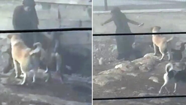Başıboş köpeklerin saldırdığı hamile kadından kahreden haber