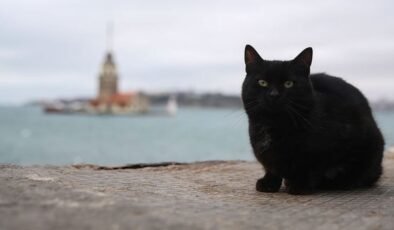 Edebiyatımızda pati sesleri! İşte kediler için yazıp çizilenler…