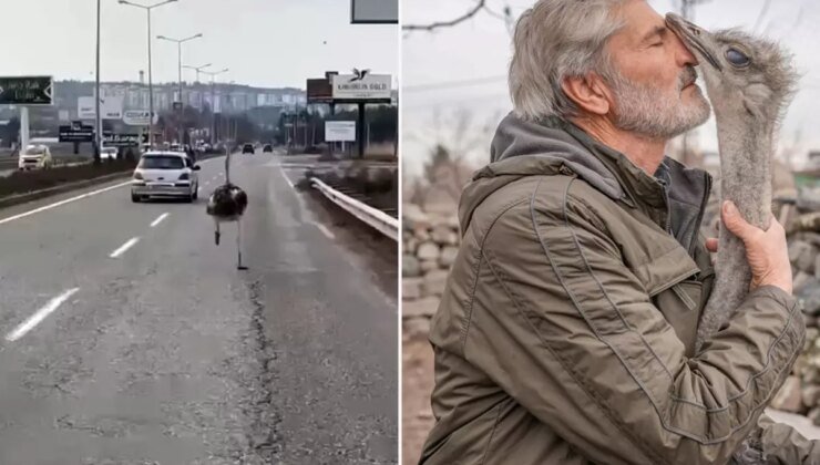 Kaçan deve kuşu, günler sonra yuvasına geri döndü