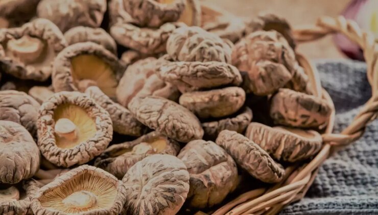 Shiitake mantarını eken yaşadı! Tanesi 17 bin liradan satılıyor