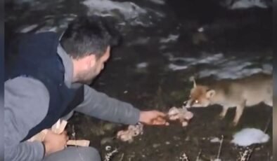 Tilkiyi elleriyle beslemeleri kamerada
