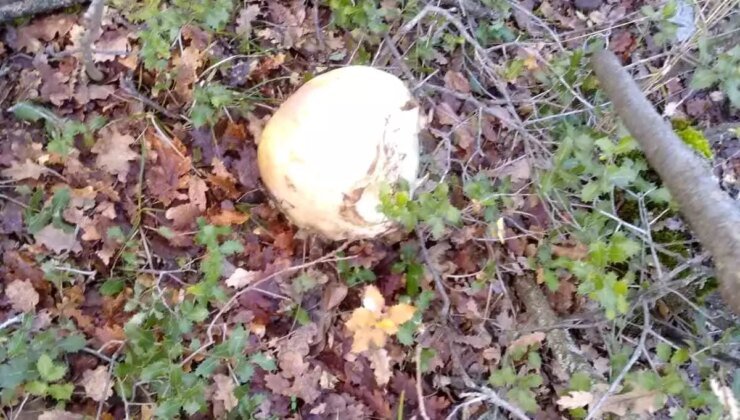 Konya’da bulunan kafatasıyla ilgili çalışmalar sürüyor