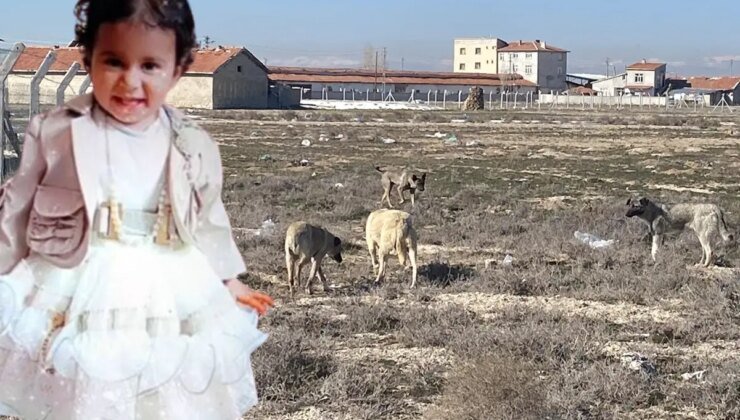 Rana’nın başıboş köpek saldırında ölmesine ilişkin 2 müfettiş Konya’da