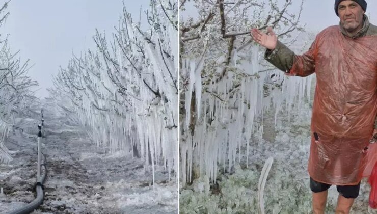 16 milyon ağacı don vurdu, görüntüler buzulları hatırlattı