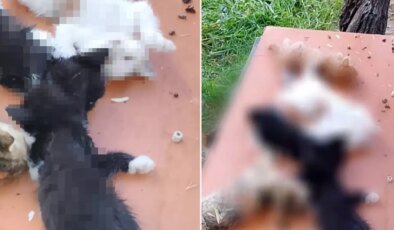 8 yavru kedi kesici aletle öldürüldü