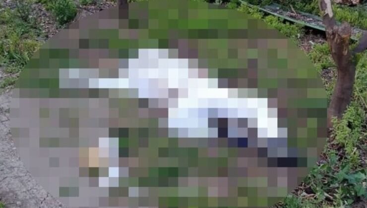 Adana’da parmağına arı sokan arıcı kurtarılamadı