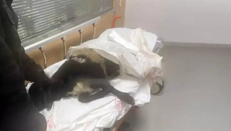 Bir kentimizi karıştıran olay! Ayağı kırılan koynunu tedavi ettirmek için acile getirdi