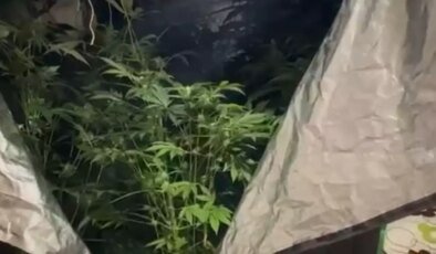 Bodrum’da Sınıf Öğretmeni Hint Keneviri Yetiştirirken Yakalandı