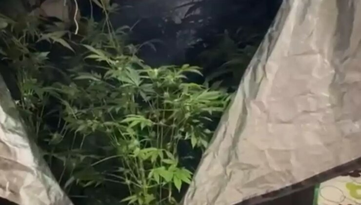 Bodrum’da Sınıf Öğretmeni Hint Keneviri Yetiştirirken Yakalandı