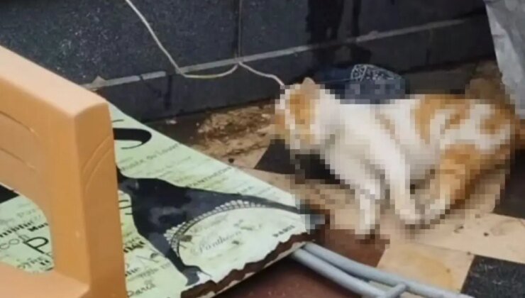 Bunu yapanlar 16 yaşında! Cami avlusunda vicdanları sızlatan olay