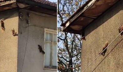 Düz duvarda gezebiliyorlar… Kameraya yansıdı!