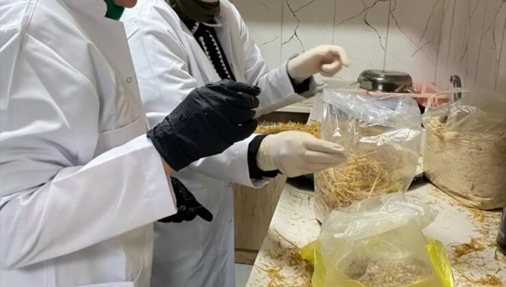 Hocalar’da Kadınlara Yönelik Mantar Yetiştiriciliği Kursu Düzenlendi