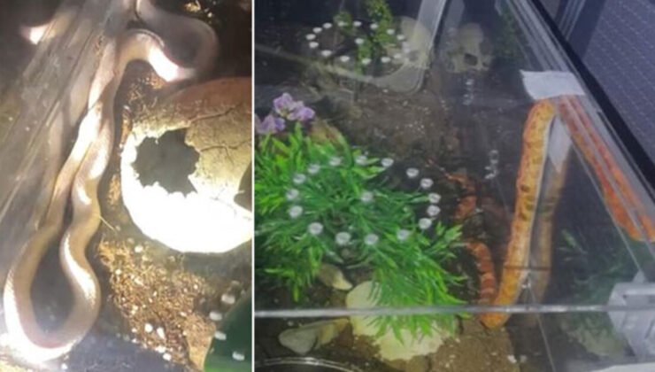 Polis bile şaşırdı! 1 piton ve 2 zehirli yılan!