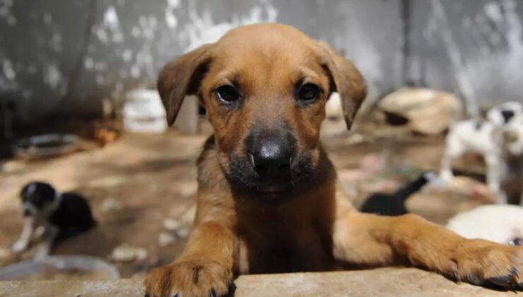 Sokak hayvanlarını evinde katleden cani doktor Muhammet Mustafa Duman tutuklandı
