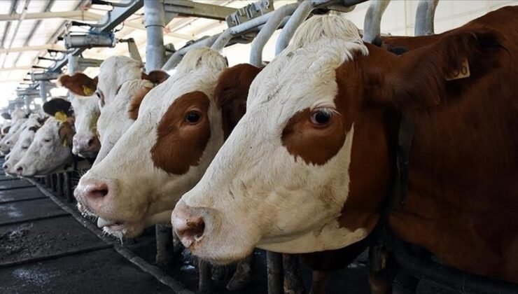 Toplanan inek sütü miktarı azaldı