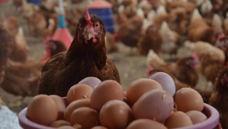 TÜİK açıkladı: Yumurta üretimi sert düştü