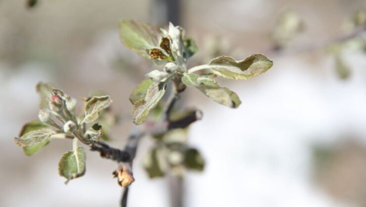 Zirai don, elmaları vurdu