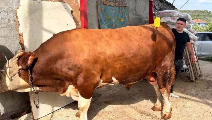 1 ton 200 kiloluk kurbanlık, araba fiyatına alıcısını bekliyor