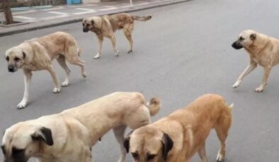 AYM’den Sokak Hayvanları Yasası’nın iptal istemine ret