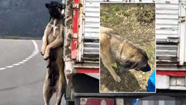 Büyük tepki çekmişti! Gerçek ortaya çıktı!