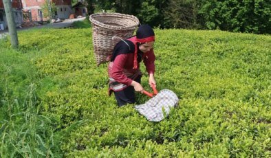 İki Şehir, Tek Ruh: İmam Hatip Öğrencileri Trabzon’da Çay Hasadı Deneyimi Yaşadı