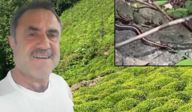 Kafkas engereği ısırdı, “panzehir” için hastane hastane dolaştı