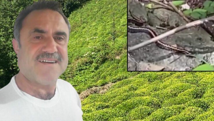 Kafkas engereği ısırdı, “panzehir” için hastane hastane dolaştı