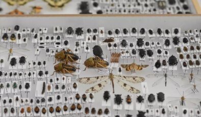Karamanlı Mühendis, Ailesinin İsimlerini Taşıyan Yeni Böcek Türleri Keşfetti