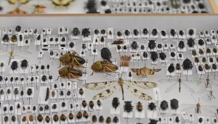 Karamanlı Mühendis, Ailesinin İsimlerini Taşıyan Yeni Böcek Türleri Keşfetti