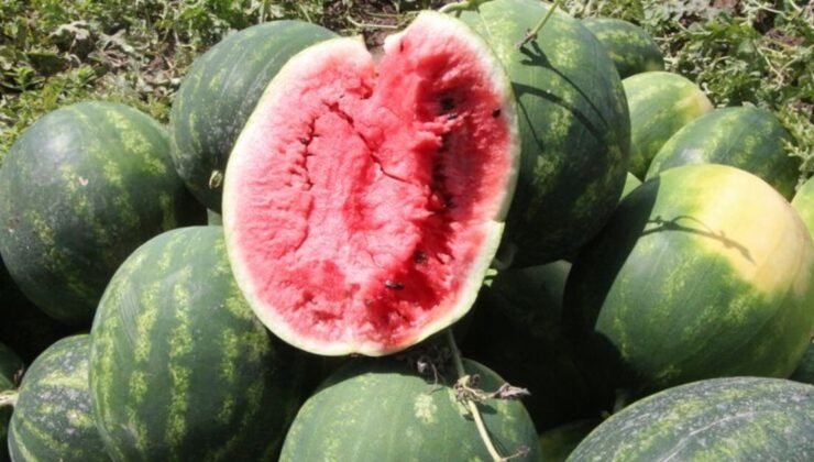 Karpuzlar hasat ediliyor: Tarlada kilosu 7 lira