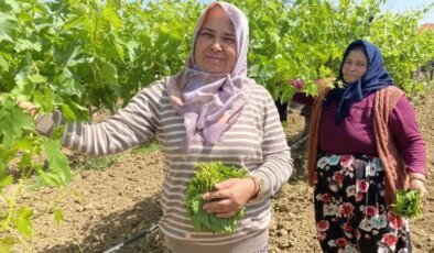 Kilosunu 70 TL’ye satıyorlar hiç masrafı yok