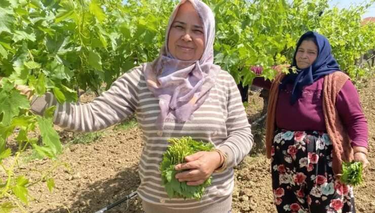 Kilosunu 70 TL’ye satıyorlar hiç masrafı yok