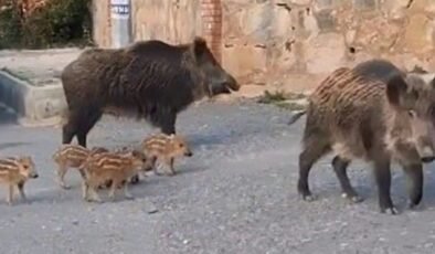 Kuşadası’nda yaban domuzlarını besleyenlere ceza kesilecek