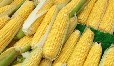 Mısır ithalatında 1 milyon tonluk tarife kontenjanı açıldı