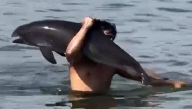 Mudanya’da ölü yunusu omzunda taşıdı; o anlar kamerada