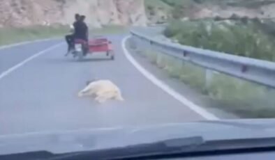 Ölen köpeğe eziyetin bedeli belli oldu!