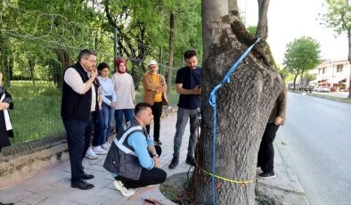 Sakarya Büyükşehir Belediyesi, Ağaç Sağlığını Teknolojiyle Kontrol Edecek