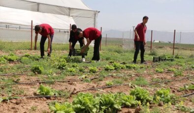 Silopi’de Öğrenciler Tarım Projesi ile İlk Hasadı Gerçekleştirdi