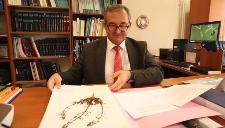 Sıraca Otu Üzerinde Kimyasal Savunma Araştırması Başlatıldı