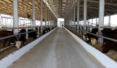 Sivas’ta bazı köy ve mahallelerde şap karantinası başlatıldı