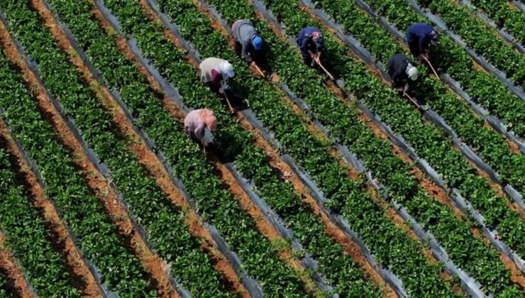 Tarımsal girdi fiyatları yükselişini sürdürdü