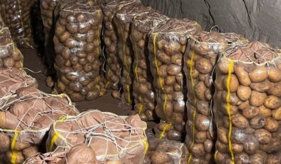 Yurt dışından gelen 2 bin tondan fazla patates virüslü çıktı