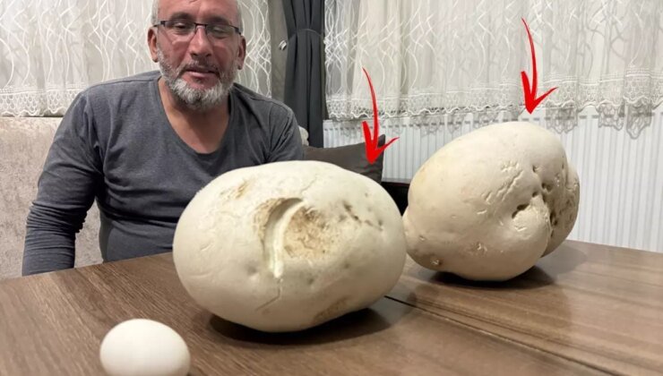 Yürüyüşe çıktığı kırsal alanda dev mantarlar buldu