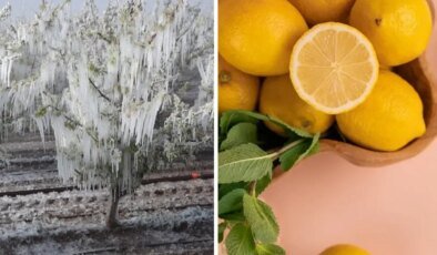 Zira don felaketi sonrası limon fiyatları uçuşa geçti