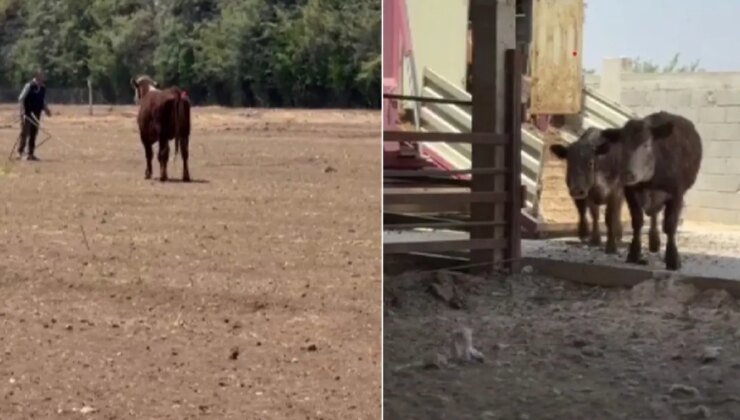3 angus sevkiyat sırasında sırra kadem bastılar! Besicinin kaybı çok büyük