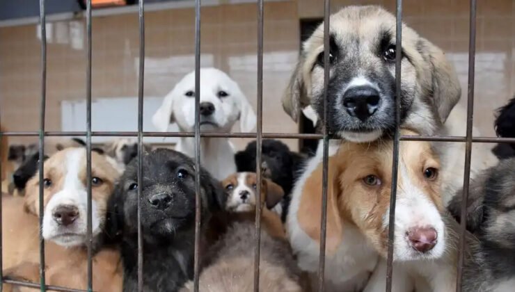 5 ‘Pati’ derneğinde 10 tutuklama! 25.4 milyon TL’lik vurgun!
