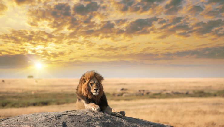Alman iş insanı safaride aslan saldırısında öldü!