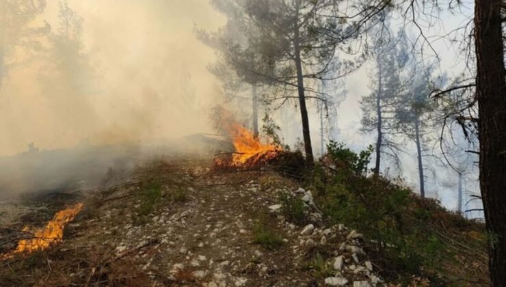 Balıkesir’de orman yangını çıktı
