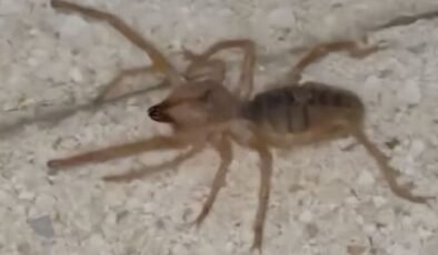 Bir ilde zehirli etçil örümcek görüldü!