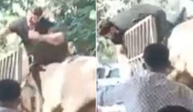 O anlar kamerada! Boğa kasabı boynuzlarıyla savurdu